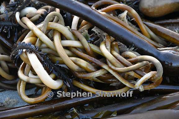 kelp on beach 1 graphic